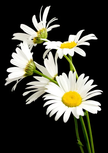 White daisy flowers — Stock Photo, Image