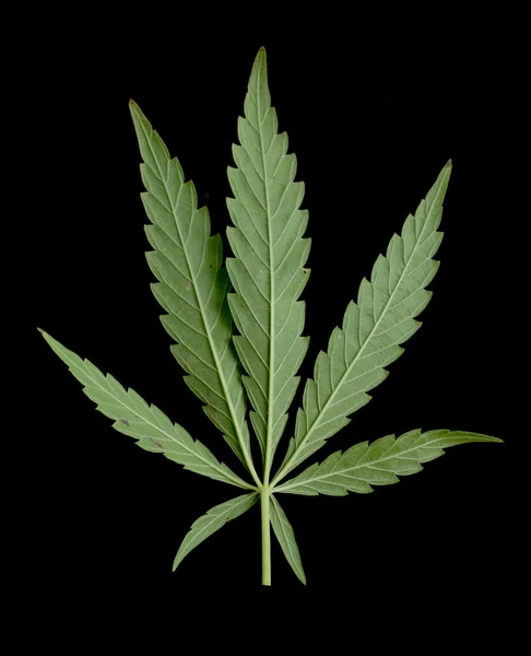 マリファナの緑の葉 — ストック写真