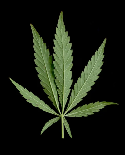 Groene blad van de marihuana — Stockfoto