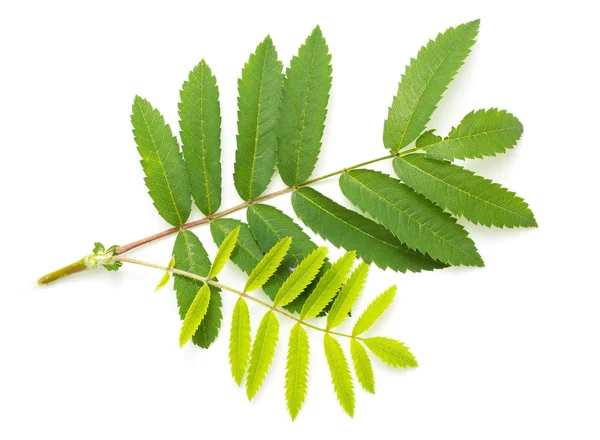 Green leaves of a mountain ash — Stock Photo, Image