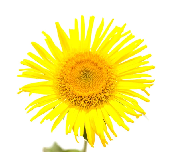 Margarida amarela isolada — Fotografia de Stock
