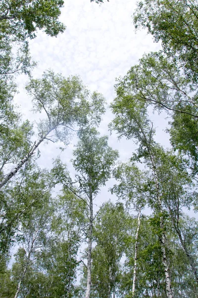 Vita björkar i skogen — Stockfoto