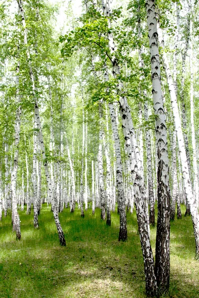 Vita björkar i skogen — Stockfoto