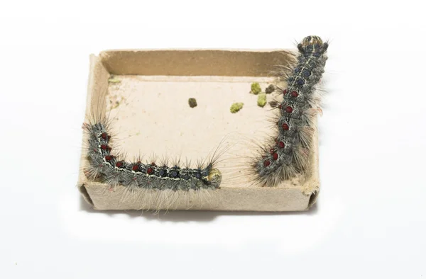 Gypsy moth caterpillars — Stock Photo, Image