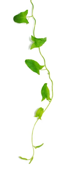 Gröna ivy isolerade — Stockfoto