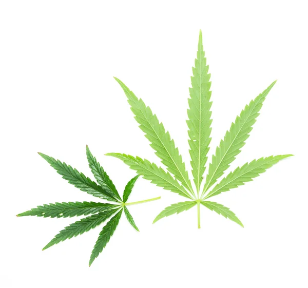 Green leaves of marijuana — Stock Photo, Image