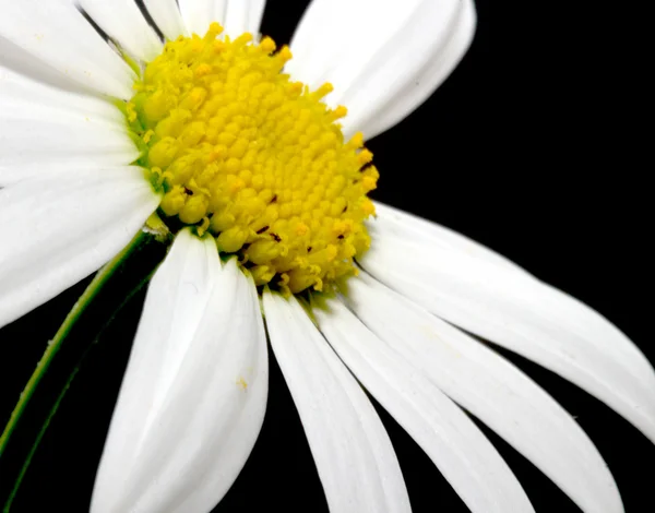 Macro-opname van witte margriet bloem — Stockfoto