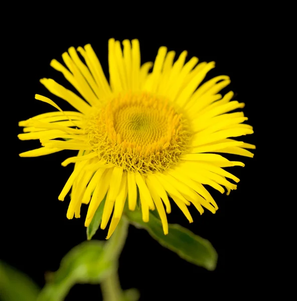Gele daisy close-up — Stockfoto