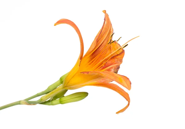 Orange lily flower — Stock Photo, Image