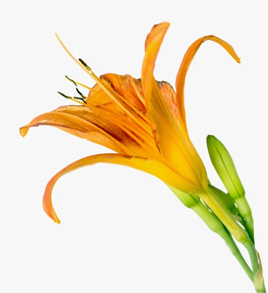 Orange Lilja blomma — Stockfoto