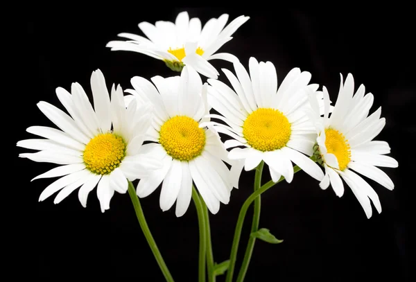 Fleurs de marguerite blanche — Photo