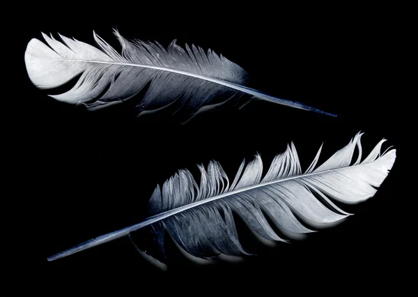 Bird feather on black — Stock Photo, Image