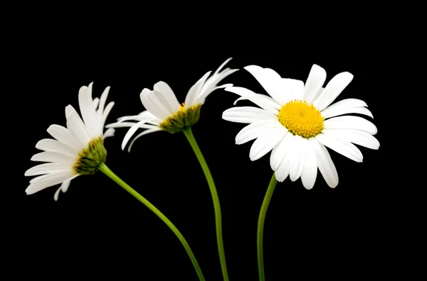 Flores de margarita blanca — Foto de Stock