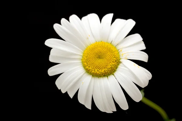 Fiore margherita bianco — Foto Stock