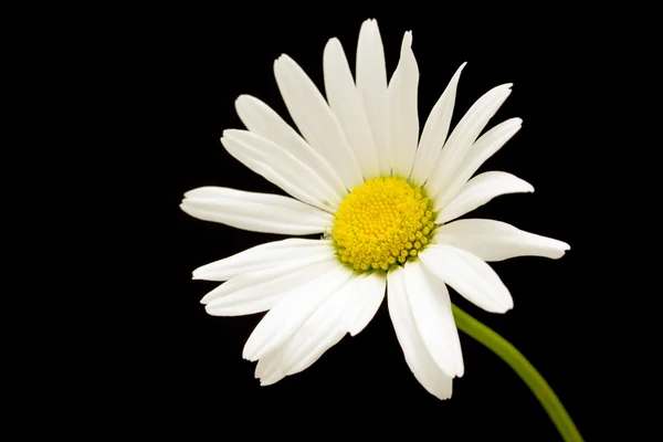 Flor margarita blanca sobre negro — Foto de Stock