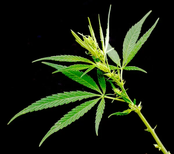 Green leaf of marijuana — Stock Photo, Image