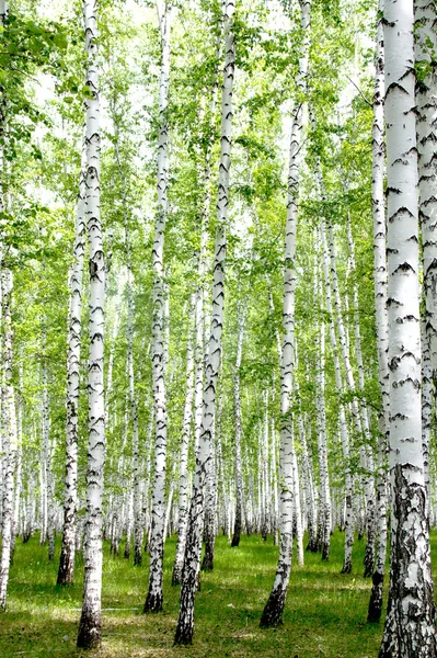 White birch trees in the forest — Stock Photo, Image