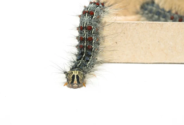 Gypsy moth larver — Stockfoto