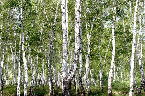 Białe brzozy w lesie — Zdjęcie stockowe