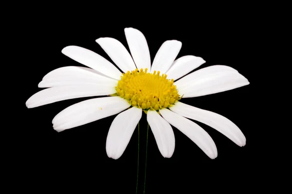 Flor margarita blanca sobre negro —  Fotos de Stock