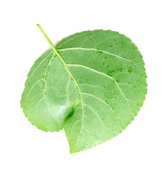 Folha verde em branco — Fotografia de Stock