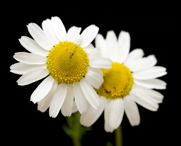 黑色上的白色雏菊花 — 图库照片