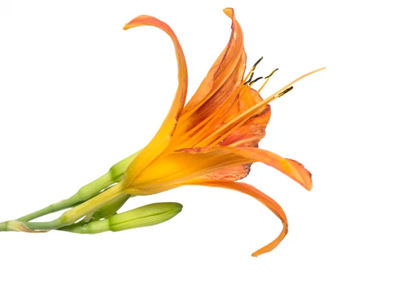 Orange Lilja blomma — Stockfoto