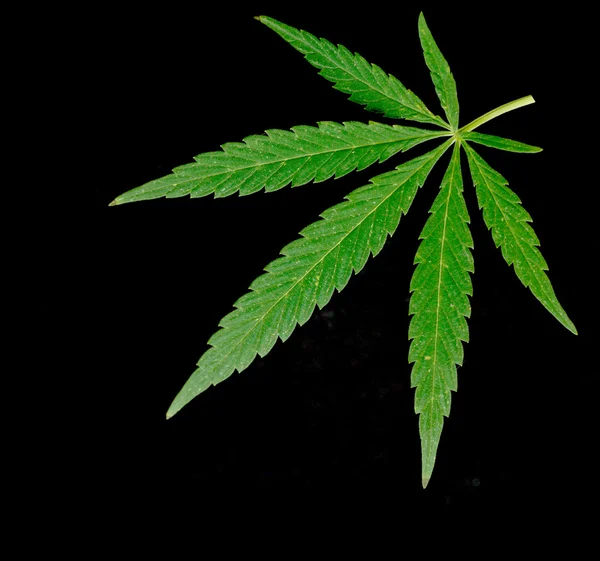 绿色叶的大麻 — 图库照片