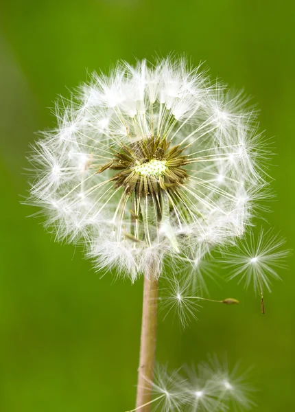 Maskros utsäde utomhus — Stockfoto