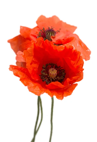 Rode papaver bloemen op een wit — Stockfoto