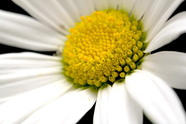 Witte margriet bloemen op black — Stockfoto