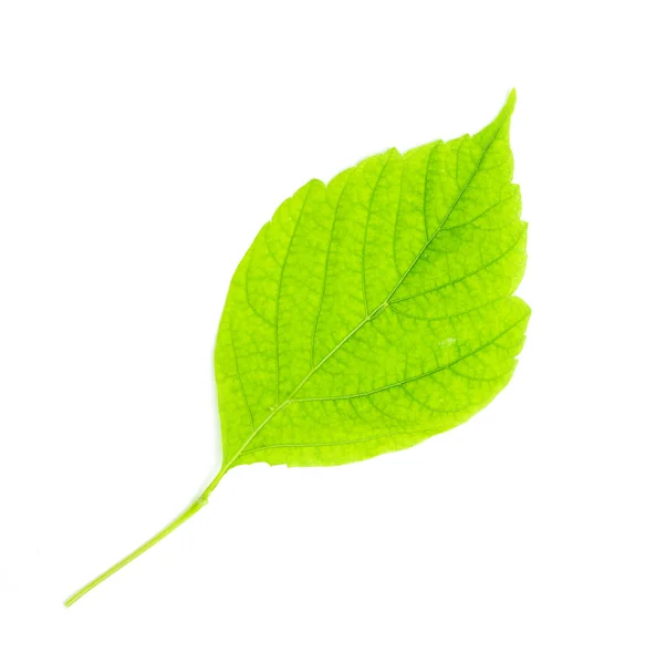 Zielony liść na białym tle — Zdjęcie stockowe