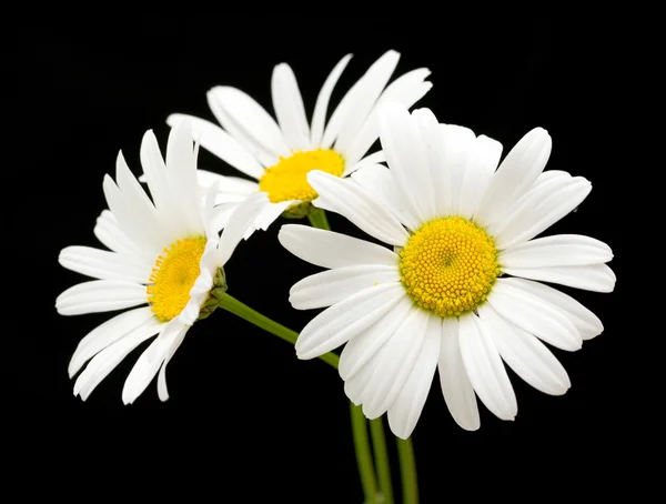 Flores de margarita blanca —  Fotos de Stock