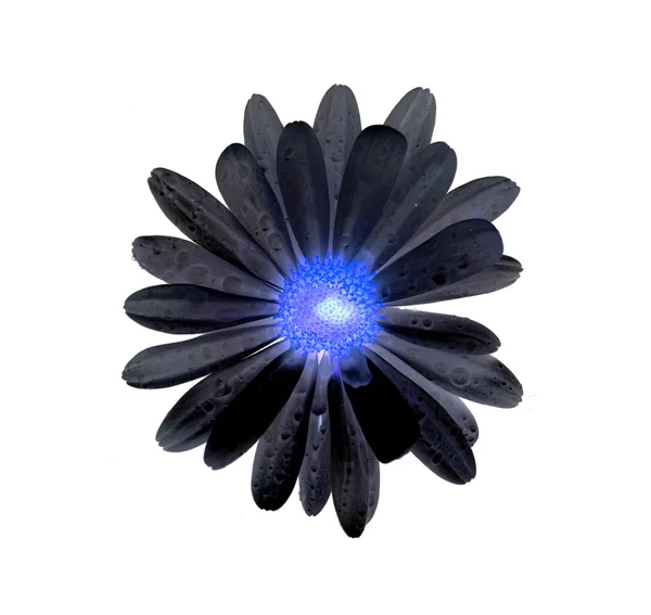 Flores Margarida invertido — Fotografia de Stock