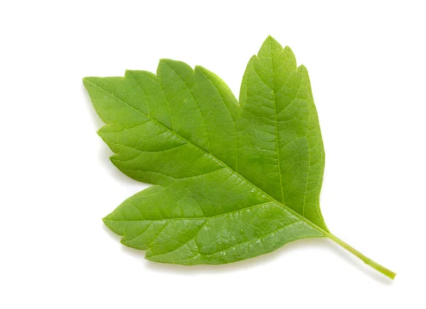 Hoja verde sobre blanco — Foto de Stock