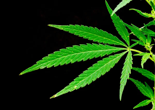 Green leaf of marijuana — Stock Photo, Image