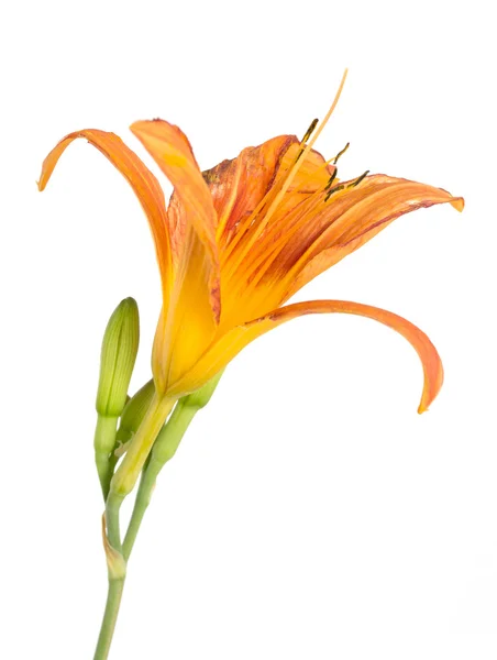 Orange Lilja blomma — Stockfoto