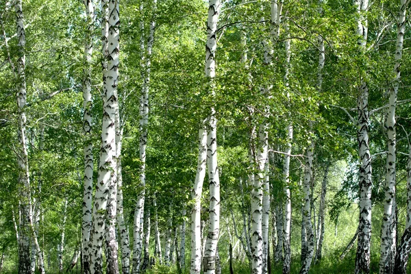 White birch trees — Stock Photo, Image