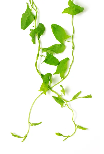 Hera verde isolada — Fotografia de Stock