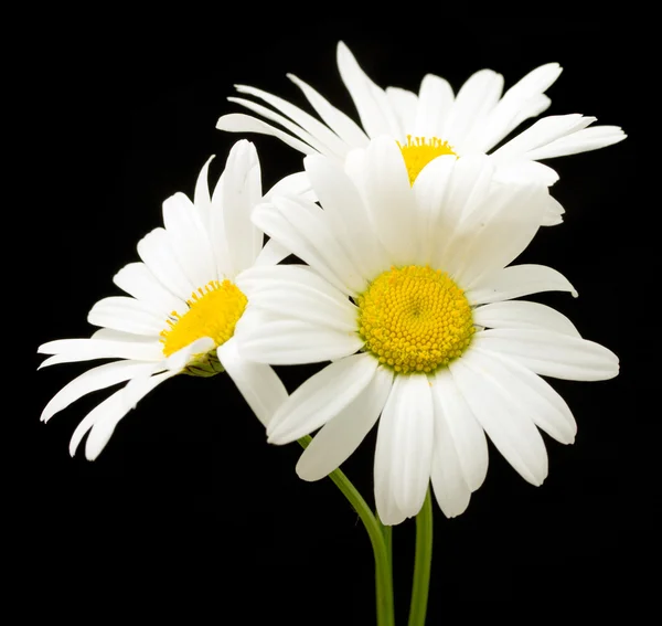 Kwiaty daisy biały na czarnym — Zdjęcie stockowe