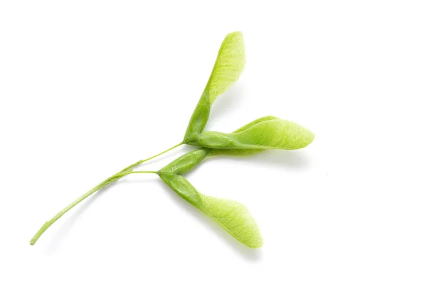 Grön lönn frön isolerade — Stockfoto