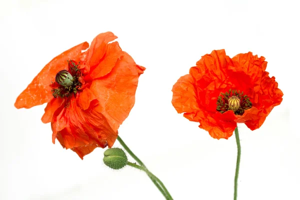 Rode papaver bloemen op een wit — Stockfoto