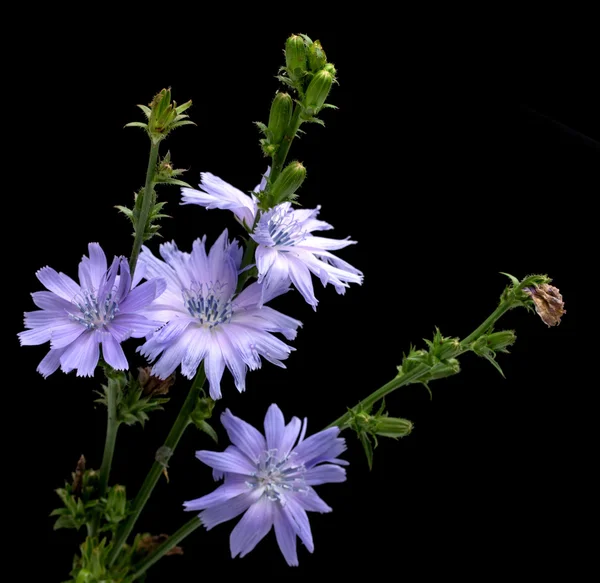 Chicory on black background — Stock Photo, Image