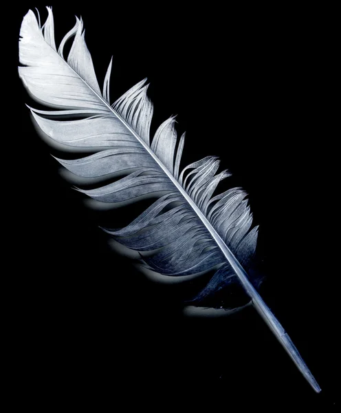 Pluma de ave sobre negro — Foto de Stock