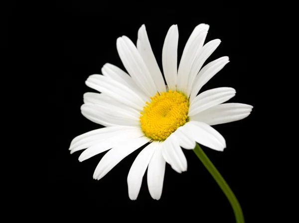 Flor margarida branca em preto — Fotografia de Stock