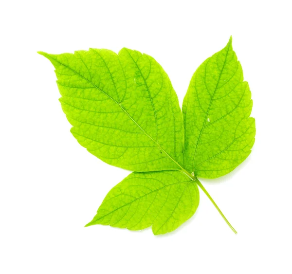 Grünes Blatt auf weißem — Stockfoto