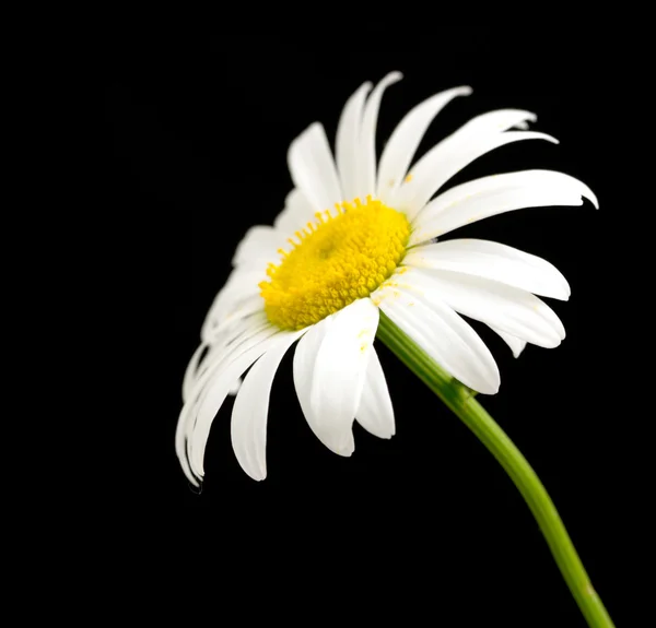 Flor margarita blanca sobre negro —  Fotos de Stock