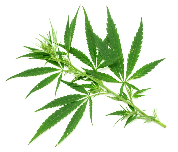 Green leaf of marijuana — Stock Photo, Image