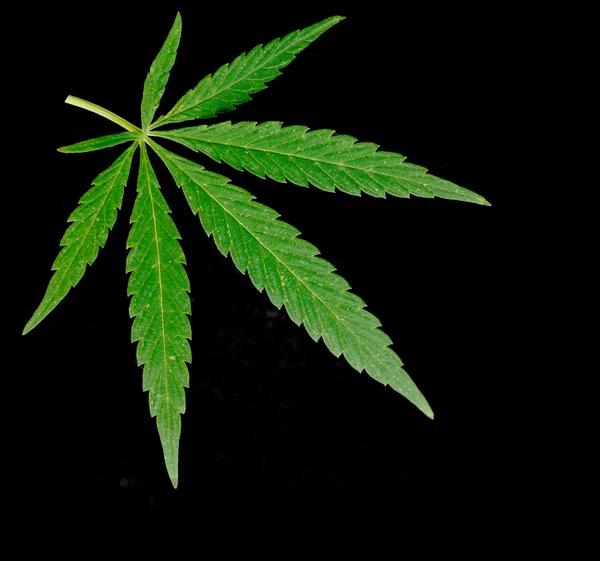 Green leaf of marijuana — Stock Photo, Image