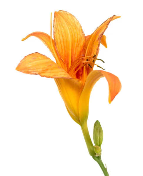 Orange lily flower — Stock Photo, Image